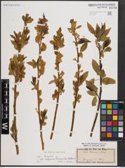 Foto von Salix fragilis L.
